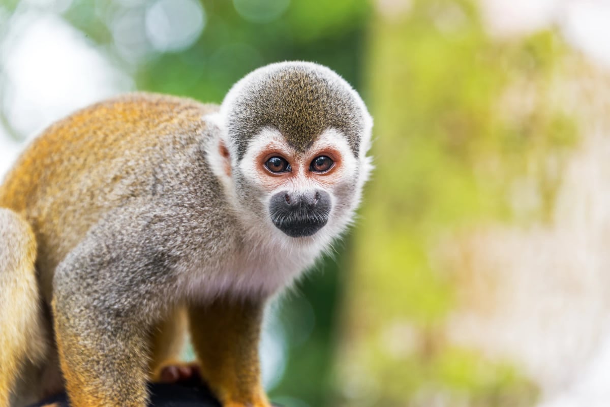 Photo by DC_Colombia on iStock Squirrel Monkey in the wild