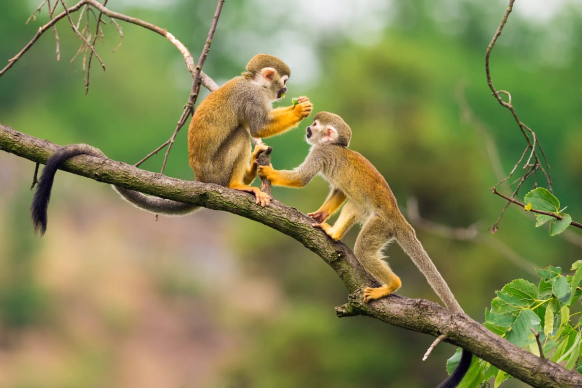 Squirrel Monkey in the wild