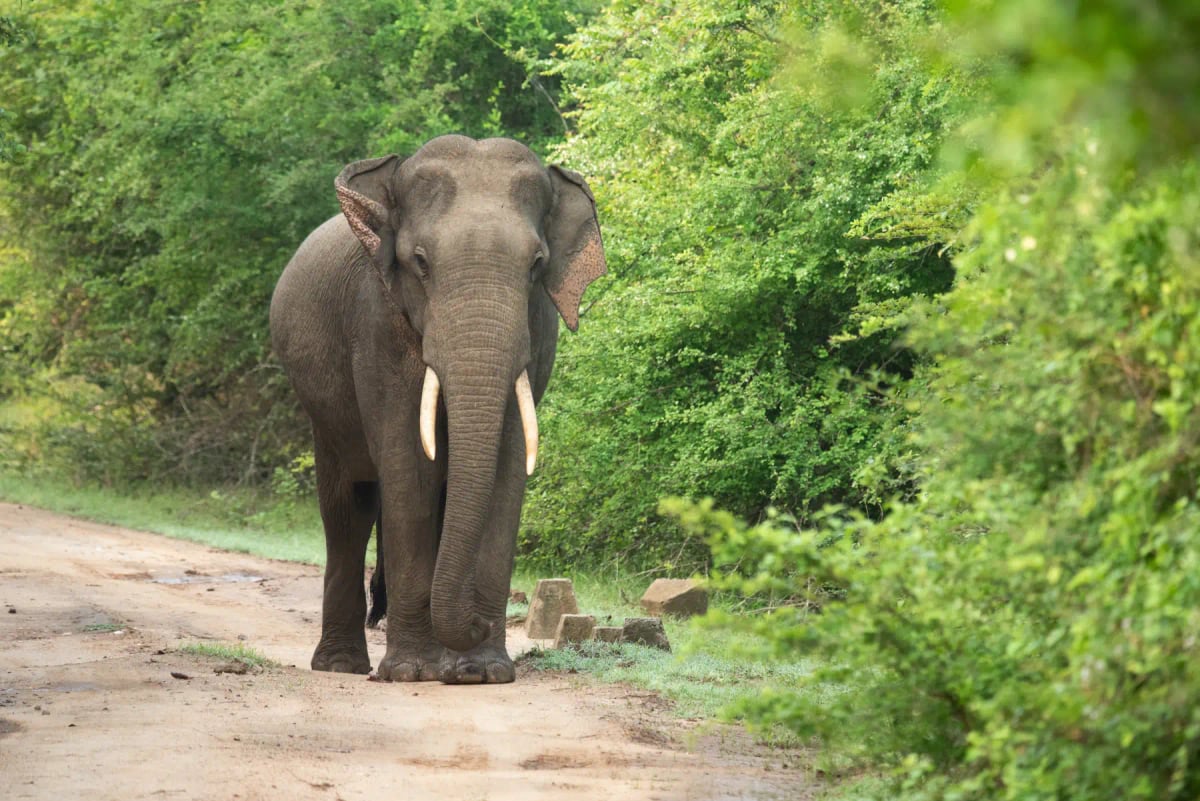 Elefante De Sri Lanka