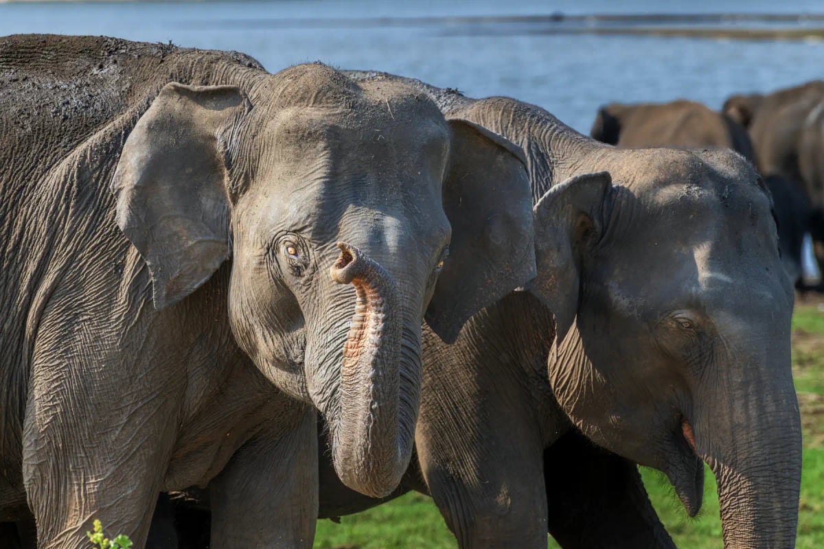 Photo by JohnKarmouche on iStock Elefante De Sri Lanka en la naturaleza