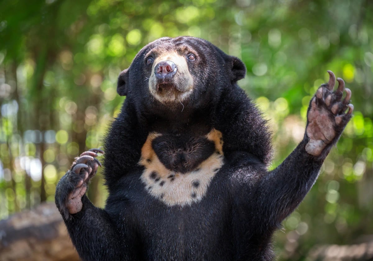 Photo by undefined undefined on iStock Oso Malayo en la naturaleza