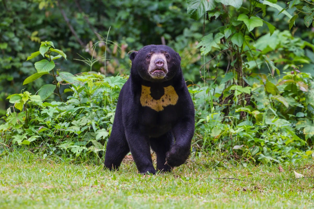 Oso Malayo en la naturaleza