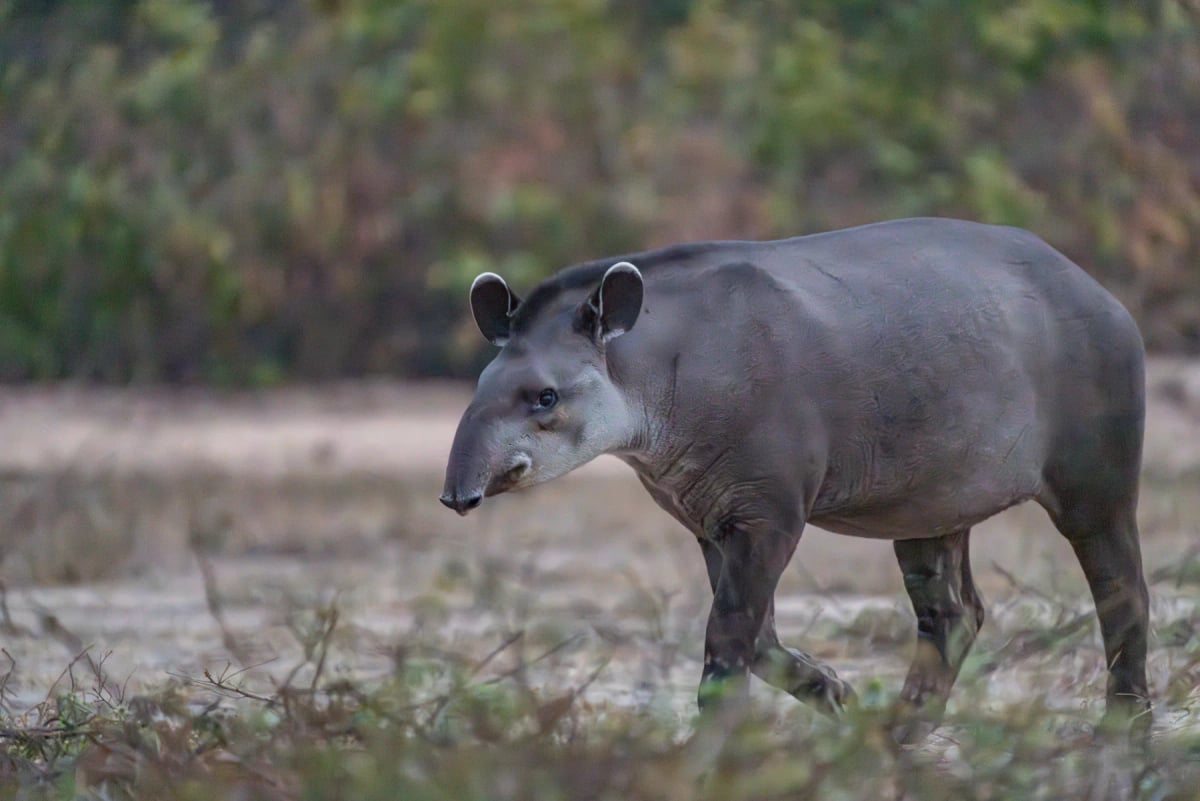 Photo by BrianScantlebury on iStock Tapir en la naturaleza