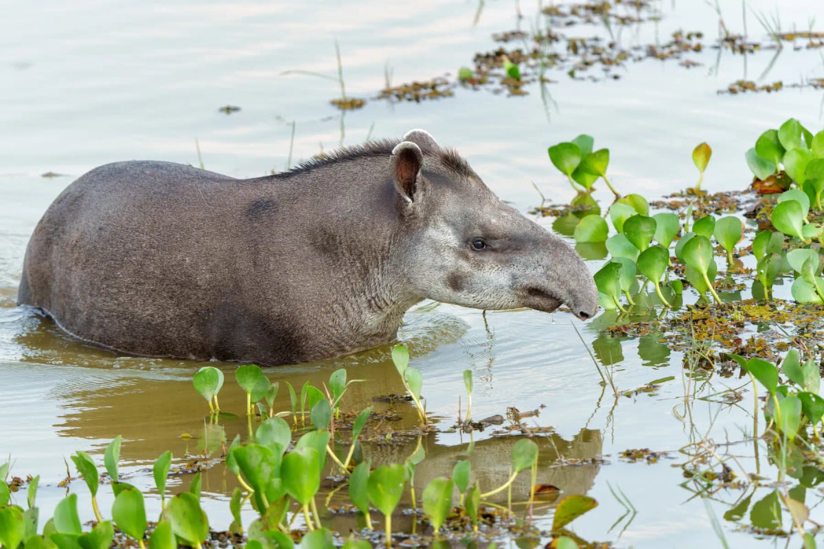 Tapir en la naturaleza