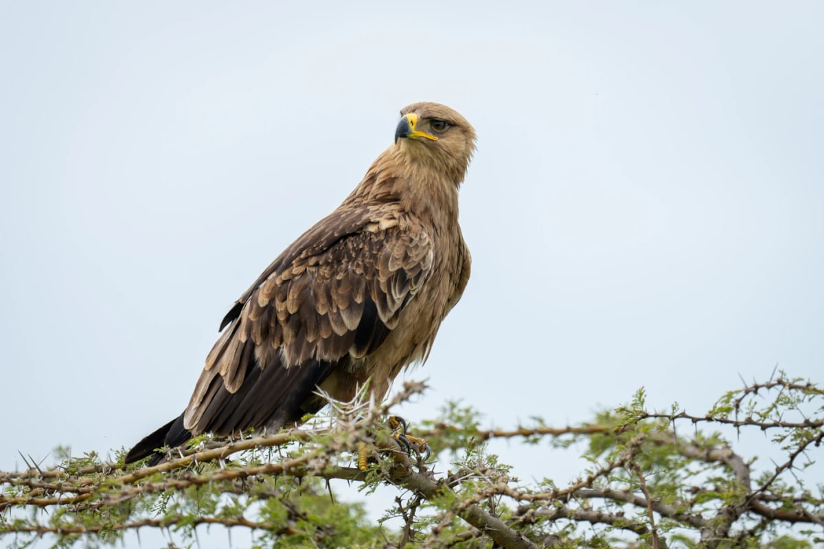 Tawny Eagle