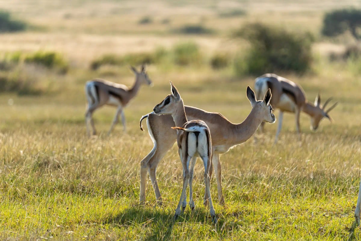 Photo by Eli Wilson on iStock Gacela de Thomson en la naturaleza
