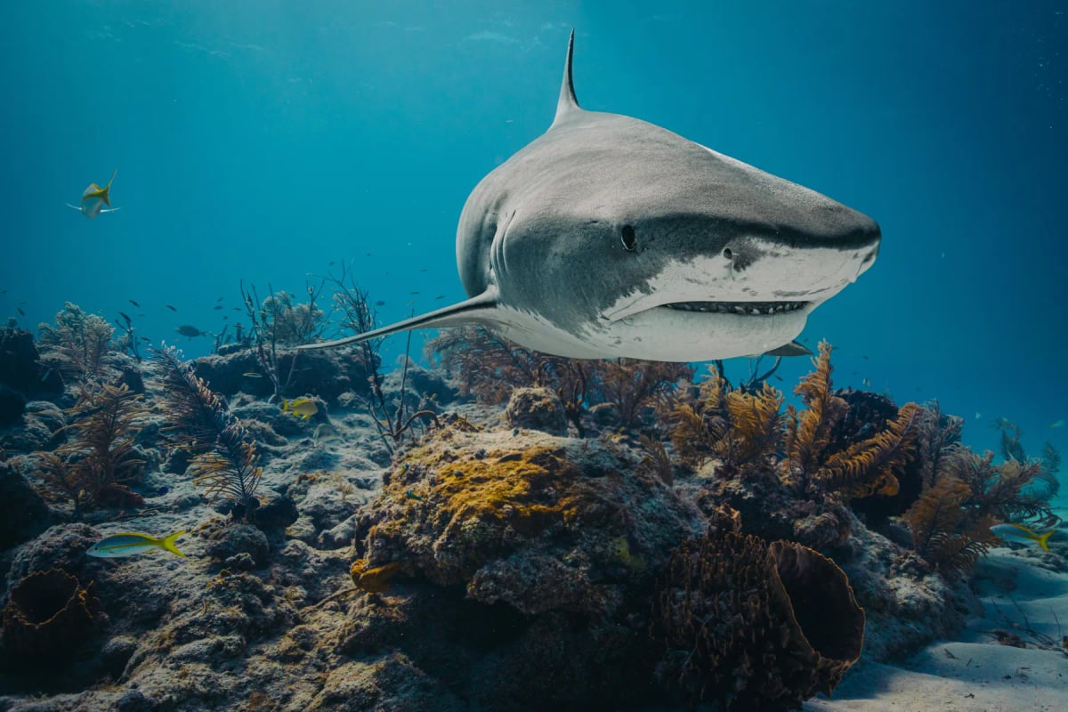 Photo by treiber photography on iStock Tiburón tigre en la naturaleza