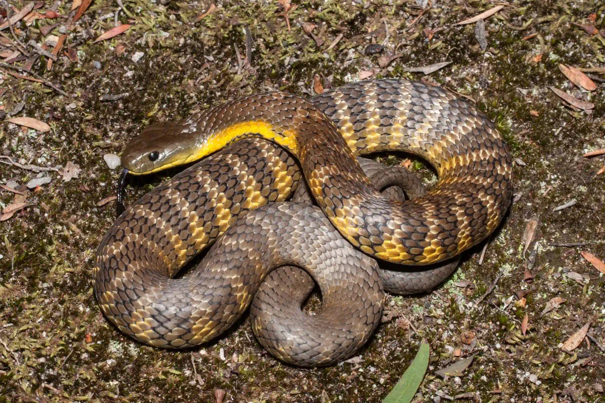 Tiger Snake in the wild