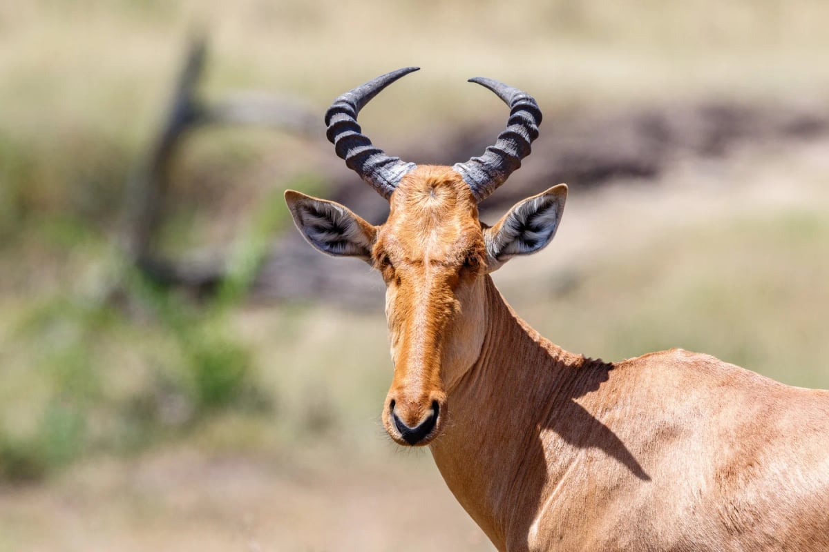 Topi