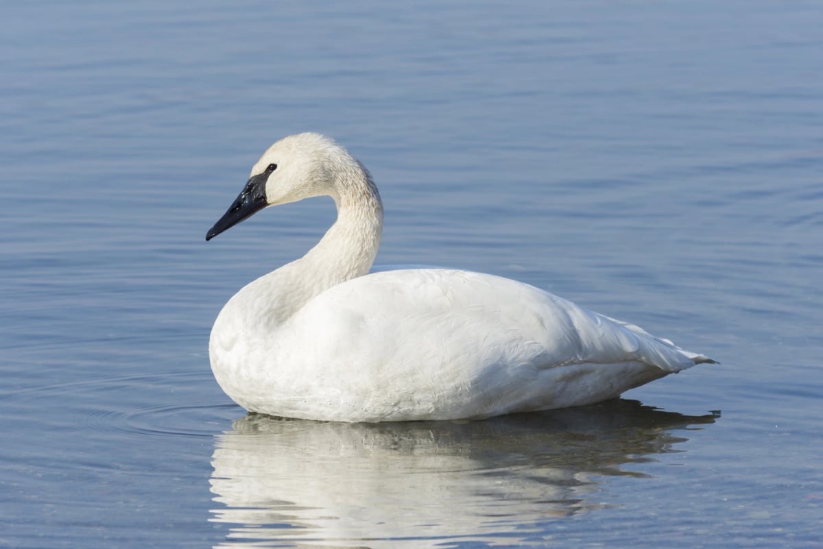 Trumpeter Swan