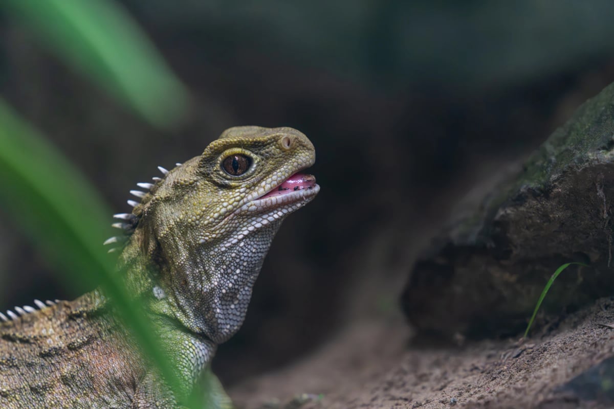 Photo by BrianScantlebury on iStock Tuátara en la naturaleza