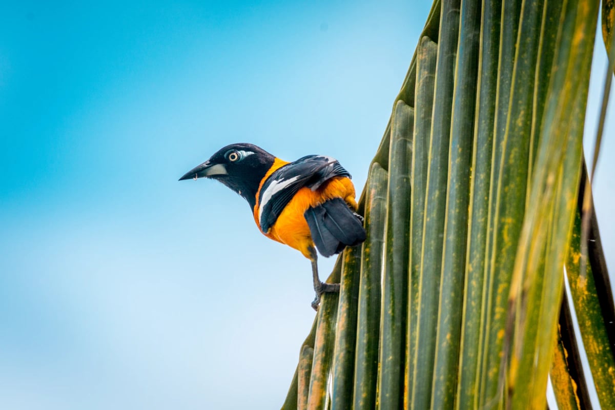 Photo by VicBruno on iStock Turpial