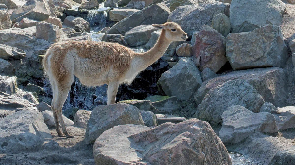 Photo by Stanislavs Vasilkovs on iStock Vicuña in the wild