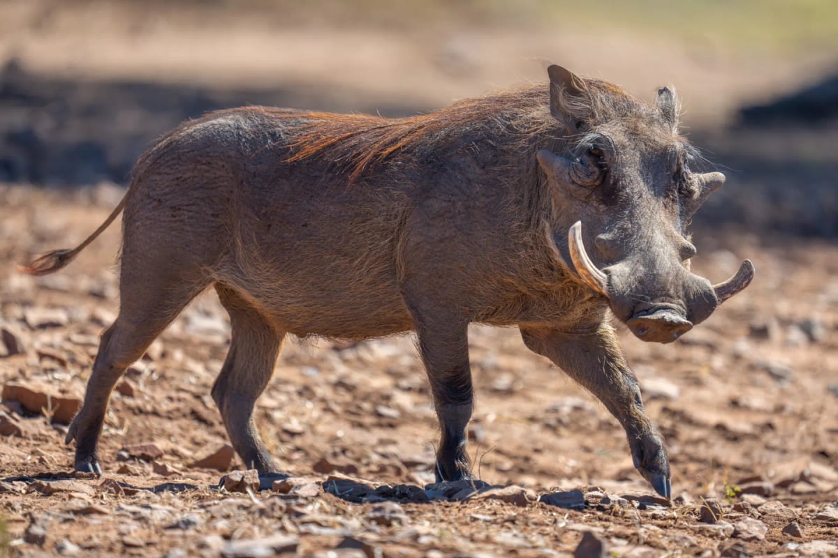 Photo by nicholas_dale on iStock Facóquero en la naturaleza
