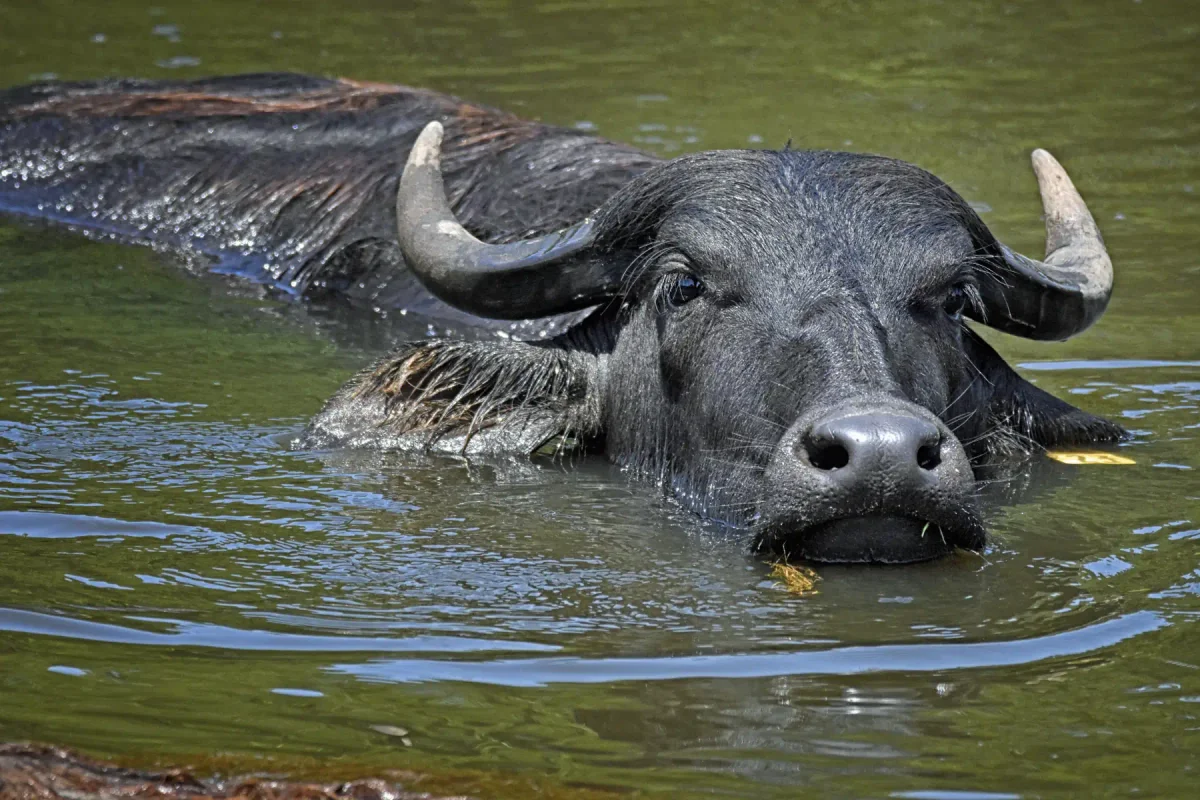 Water Buffalo