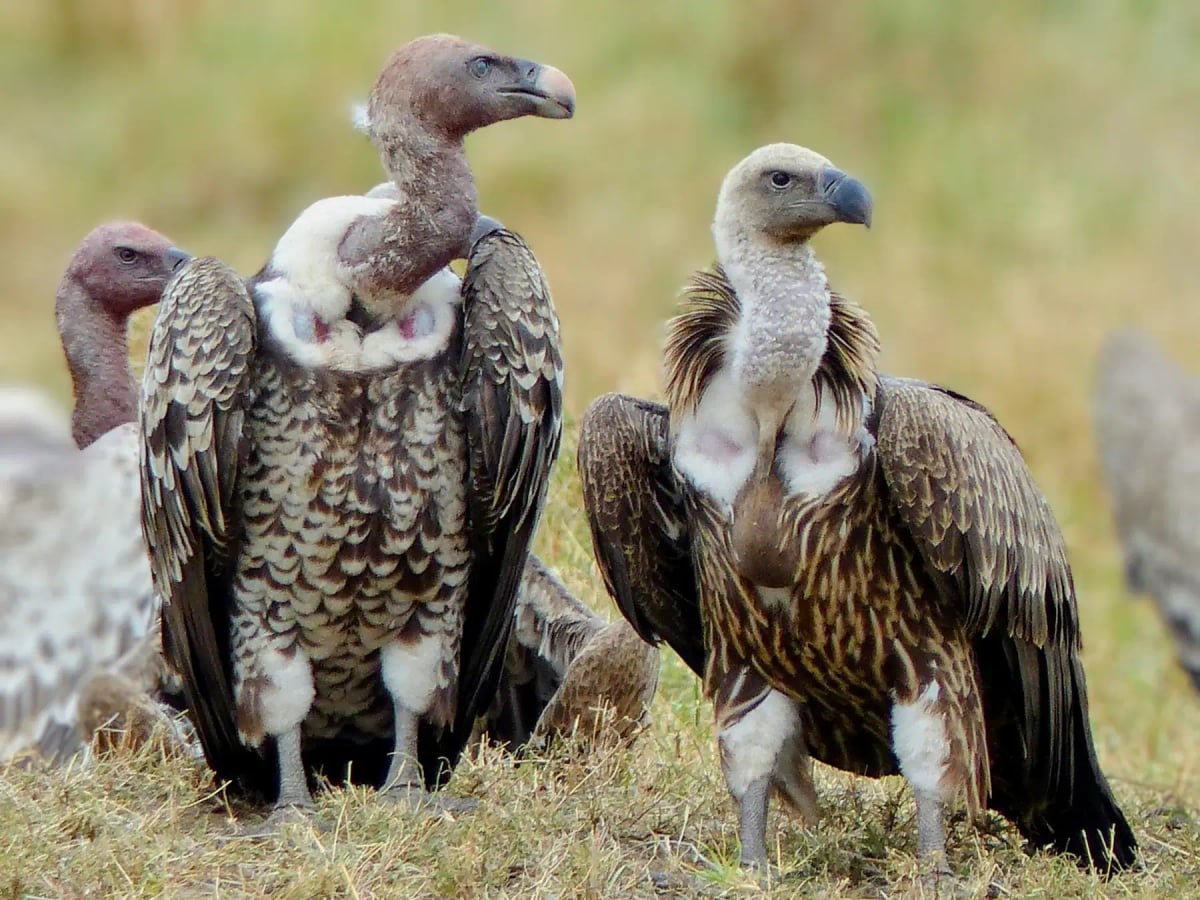 White backed Vulture