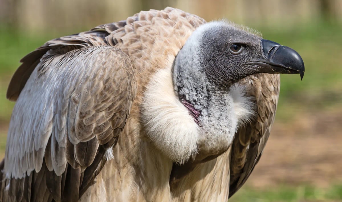 Photo by tane-mahuta on iStock Buitre dorsiblanco africano en la naturaleza