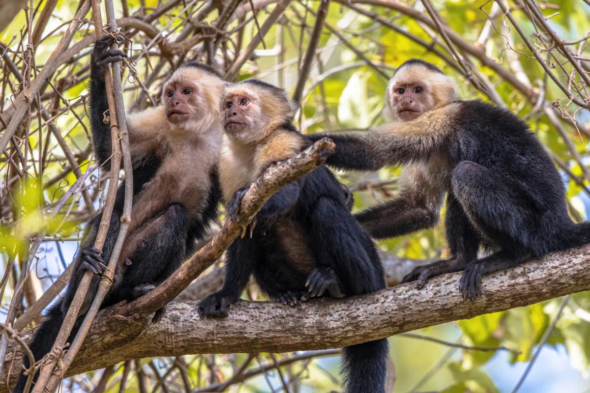 Photo by CreativeNature_nl on iStock Mono carablanca en la naturaleza