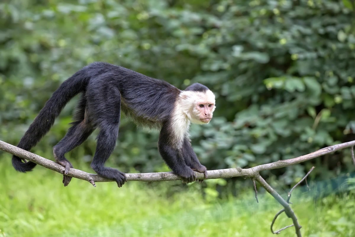 Mono carablanca en la naturaleza
