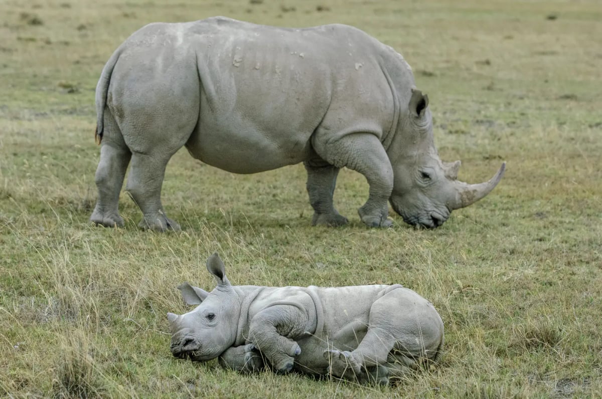 White Rhinoceros