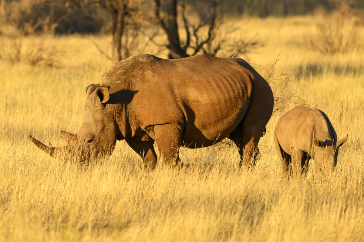 Photo by Michael Kemter on iStock White Rhinoceros in the wild