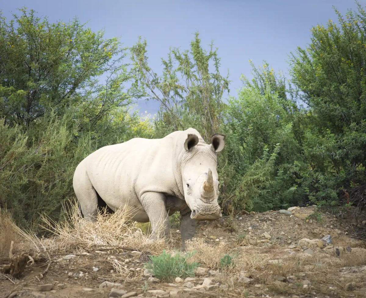 White Rhinoceros in the wild