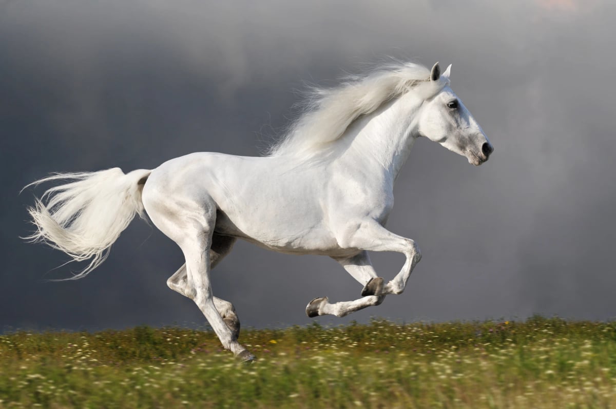White Stallion