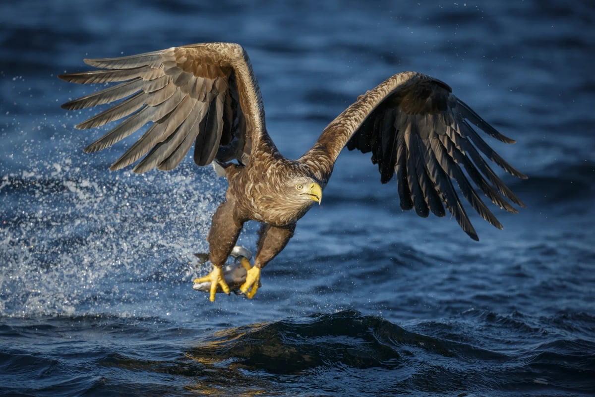 Águila de cola blanca en la naturaleza