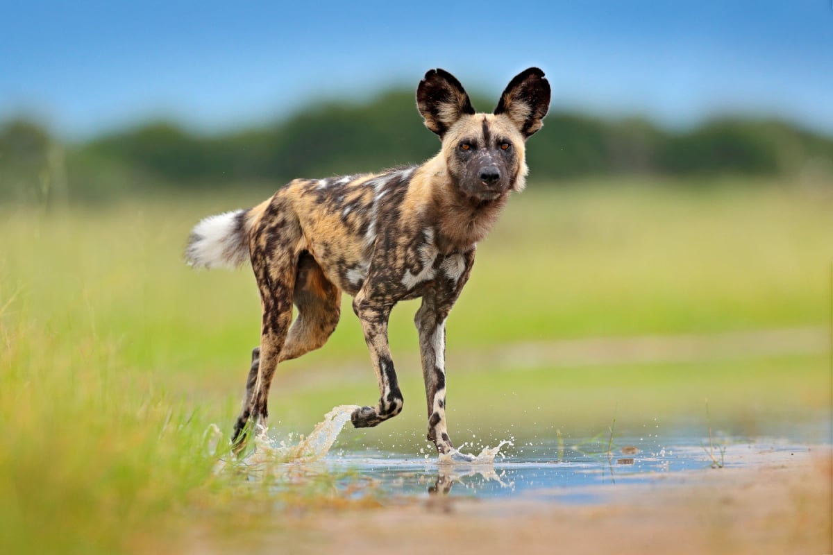 Wild Dog