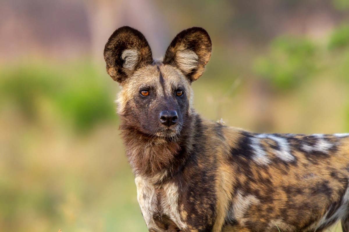Photo by Thomas Retterath on iStock Perro salvaje africano en la naturaleza
