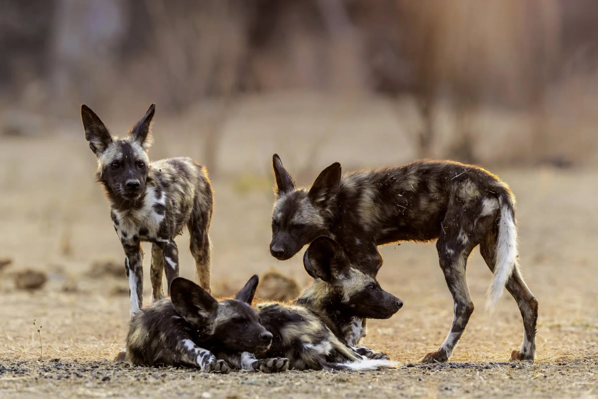 Perro salvaje africano en la naturaleza