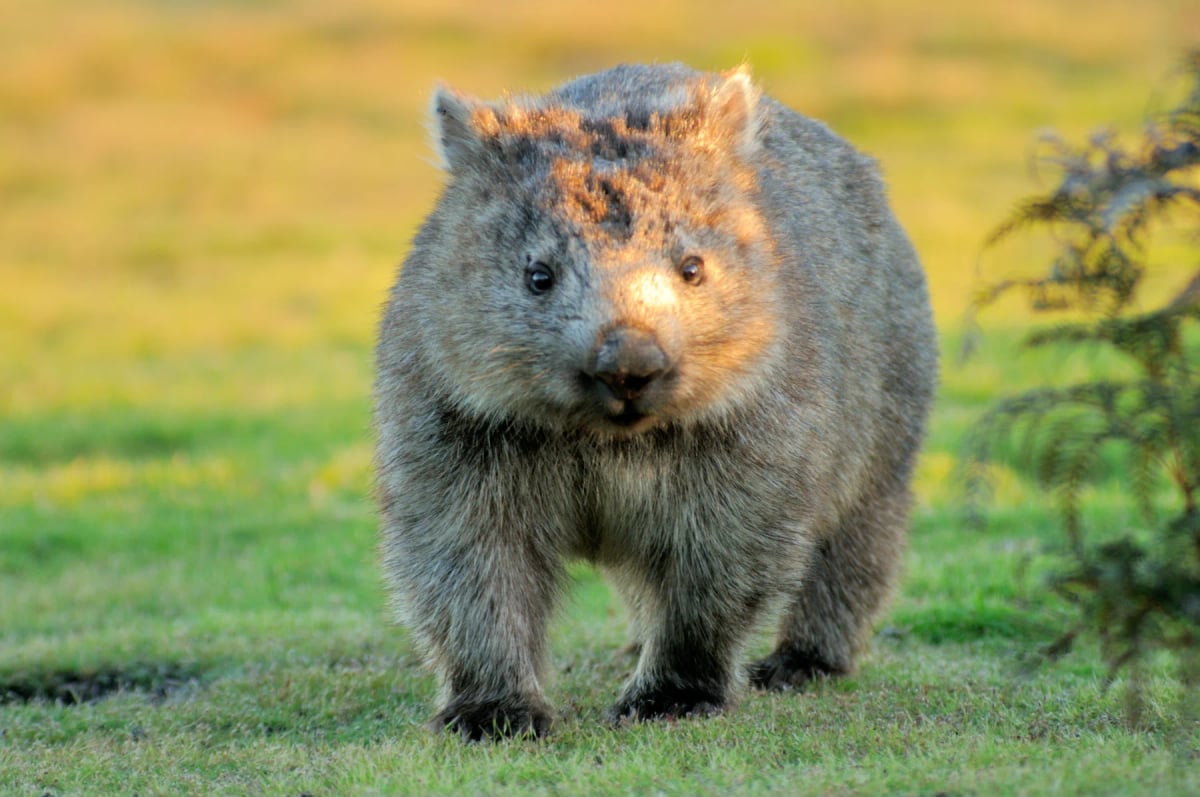 Photo by mlharing on iStock Wombat en la naturaleza
