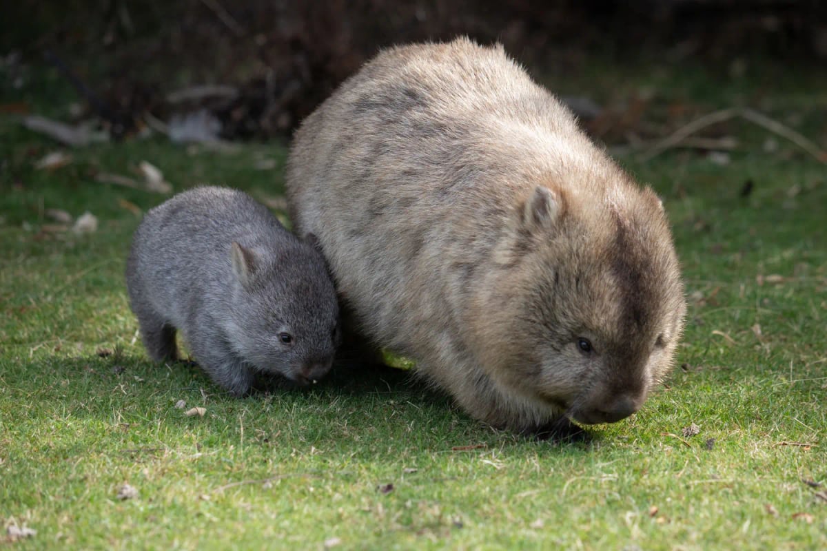 Wombat en la naturaleza