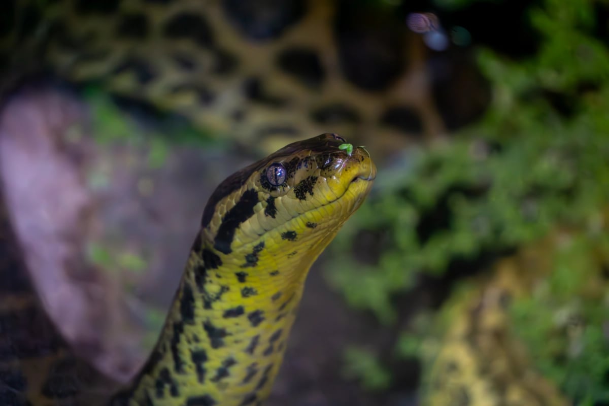 Anaconda Amarilla