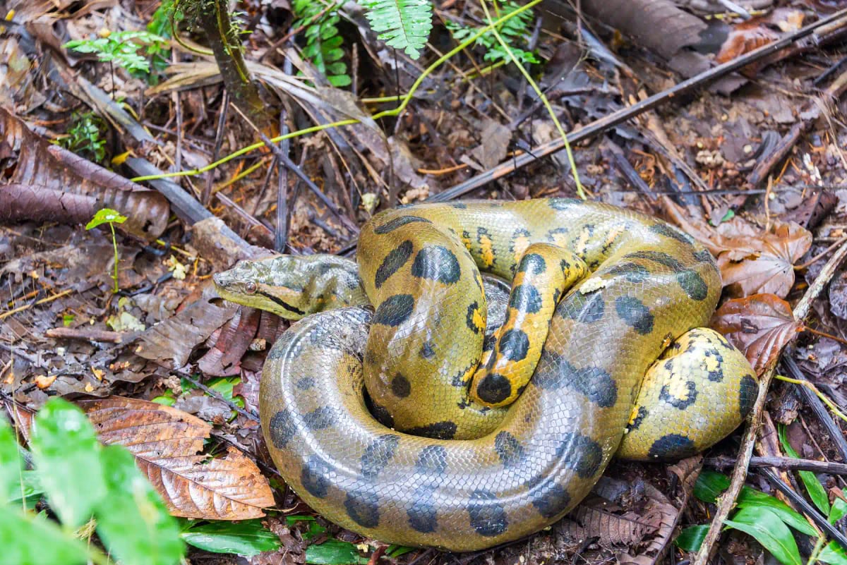 Photo by DC_Colombia on iStock Yellow Anaconda in the wild