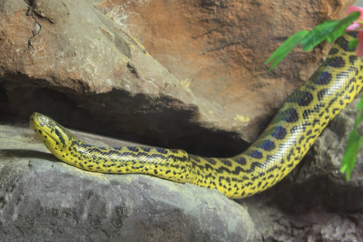 Yellow Anaconda in the wild
