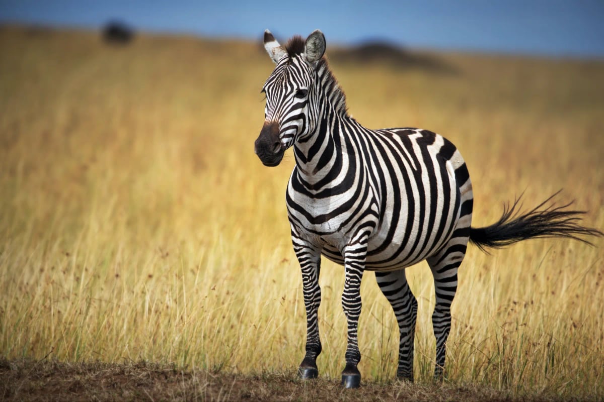 Zebra