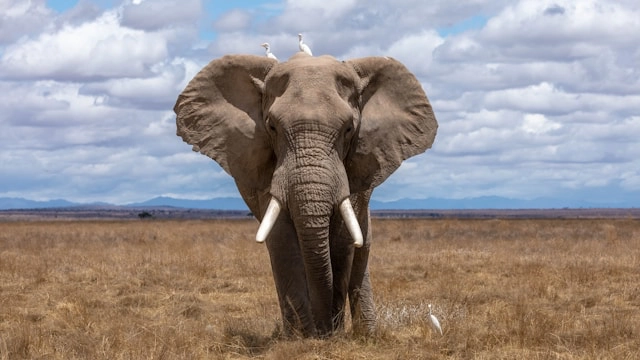 Elefante africano