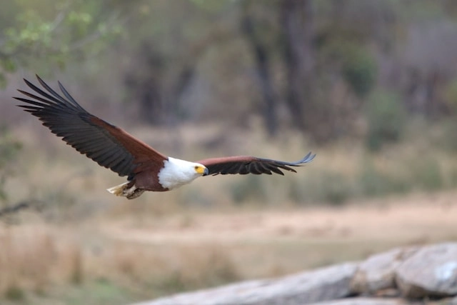Águila Pescadora Africana