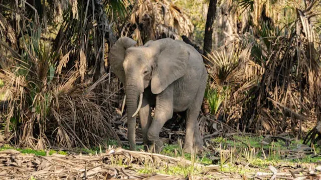 African Forest Elephant