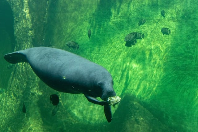 African Manatee