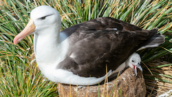 Albatros