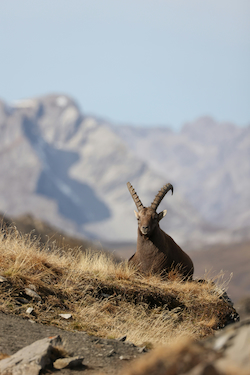 Alpine Ibex
