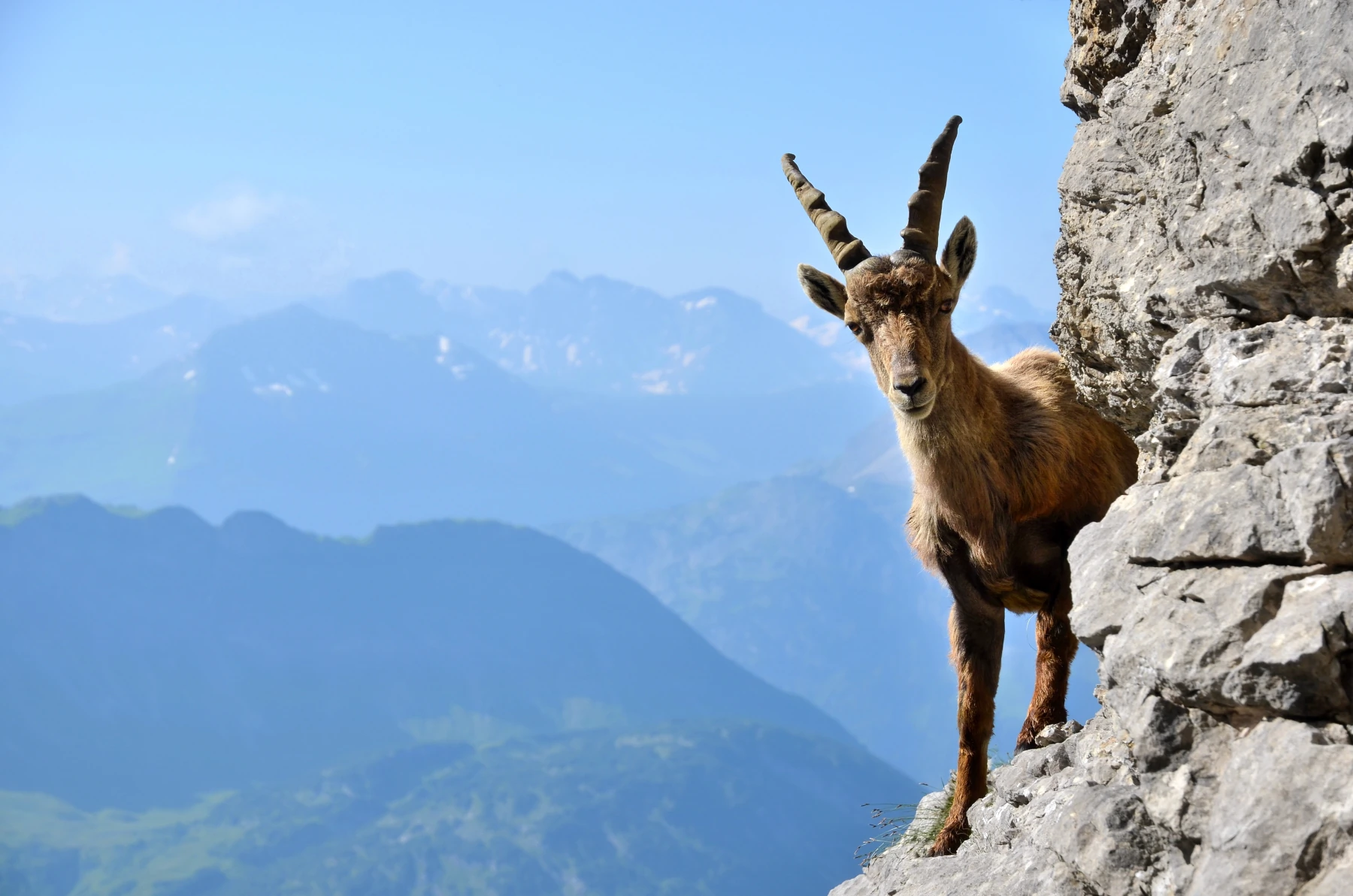 Alpine Ibex 2026 Incredible Facts Habitat Diet More Alpine Ibex 2026 Incredible Facts Habitat Diet More