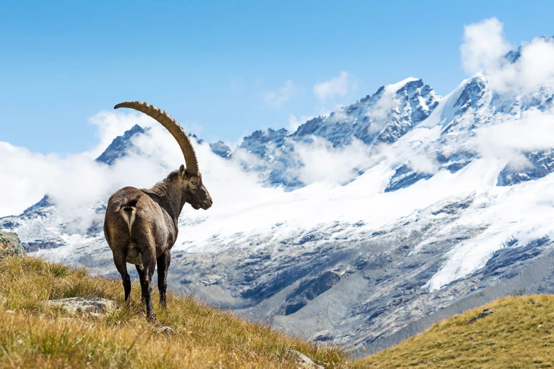 Alpine Ibex 2026 Incredible Facts Habitat Diet More Alpine Ibex 2026 Incredible Facts Habitat Diet More