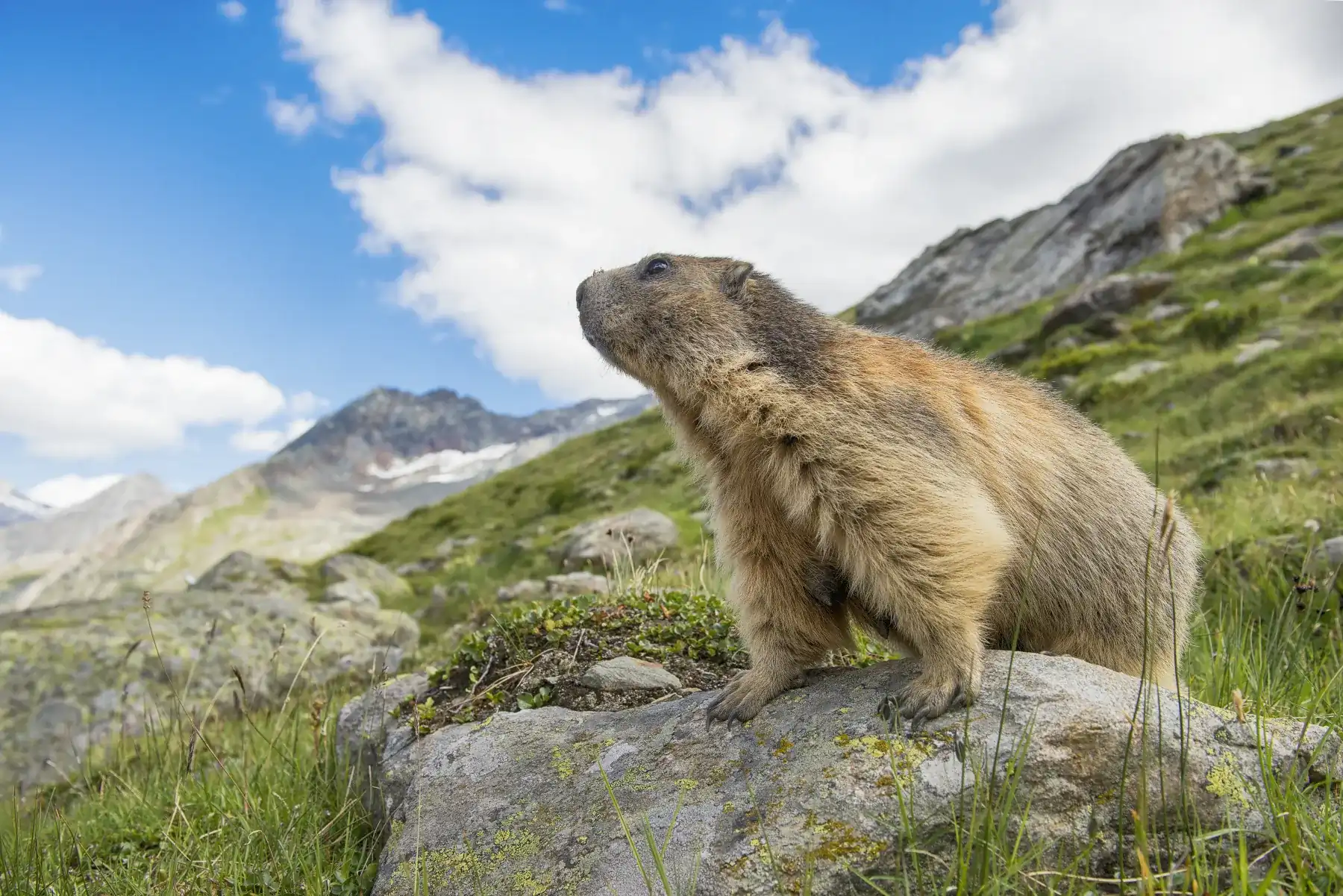 Alpine Marmot 2026 Incredible Facts Habitat Diet More Alpine Marmot 2026 Incredible Facts Habitat Diet More