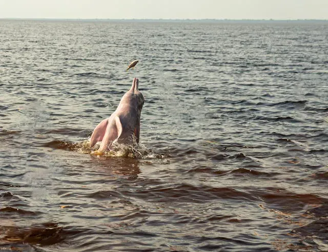 Delfín del Amazonas