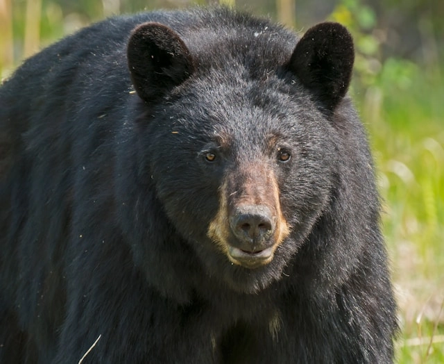 American Black Bear
