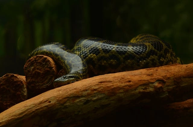 Anaconda