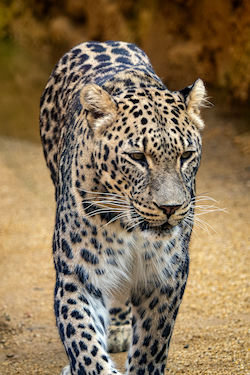 Arabian Leopard